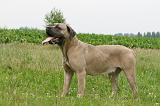 CANE CORSO 1108